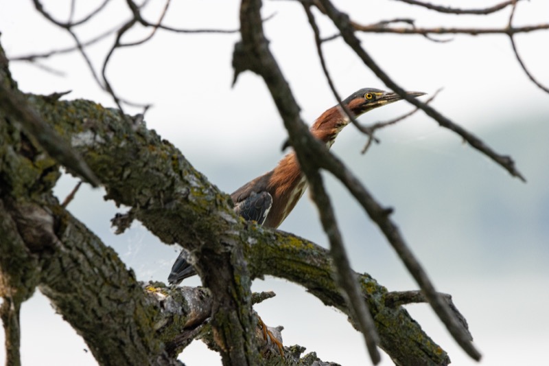 A Hunting Green Heron
